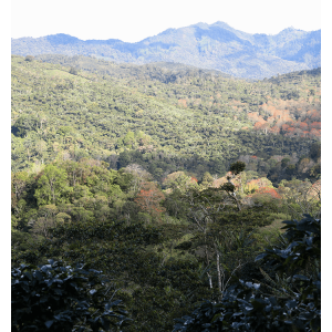 Café EL TOSTON, Nicaragua
