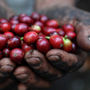 Café SIDAMA, Ethiopie