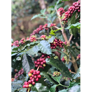 Café MALABAR, Inde