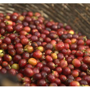 SUENO, Mexique *Décaféïné*