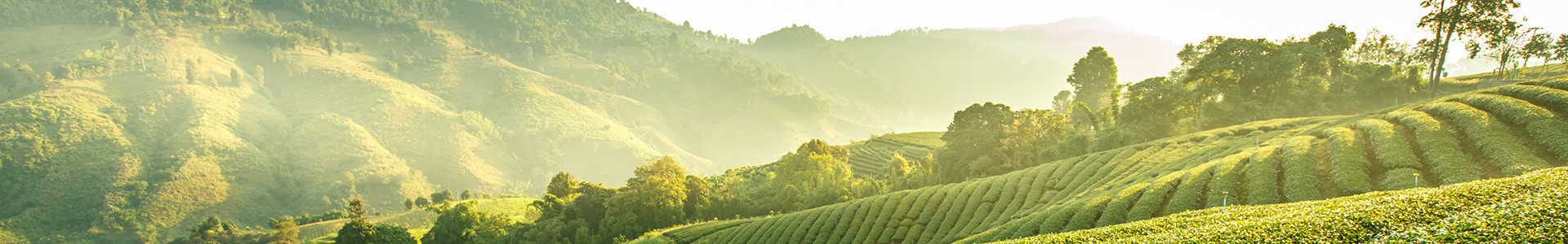 Sélection d'accessoires pour Café, Thé, Tisane - Café Om'ri